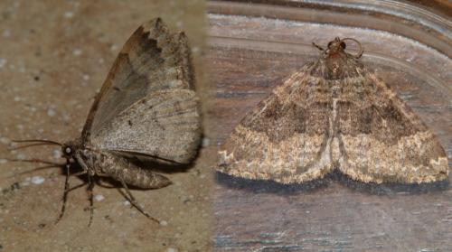 Réf. 252 140 : Larentia malvata